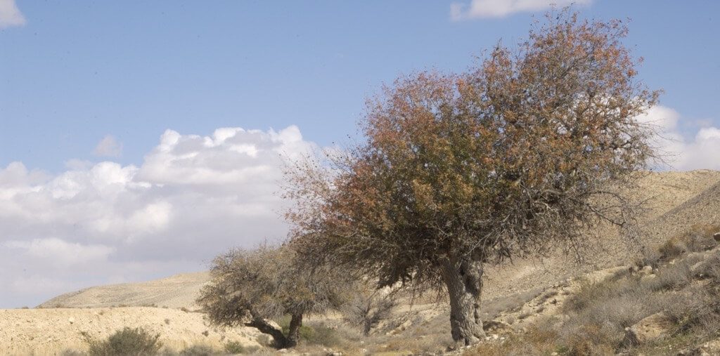 צומח וצמחיה במדבר