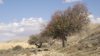 אקולוגיה מדברית